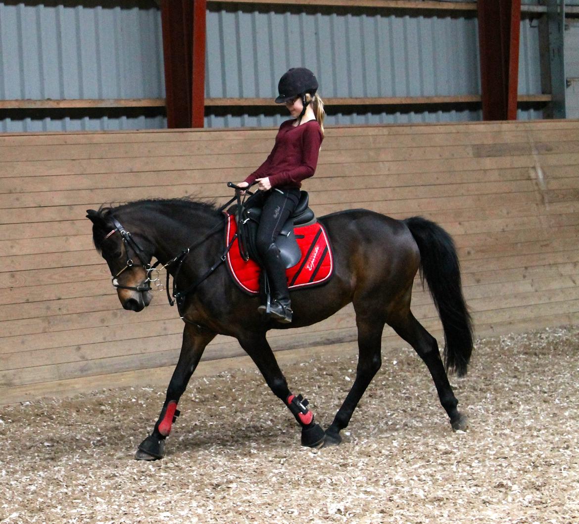 DSP Coco, du vil altid være i mit hjerte <3 - Lidt dressur :) billede 13