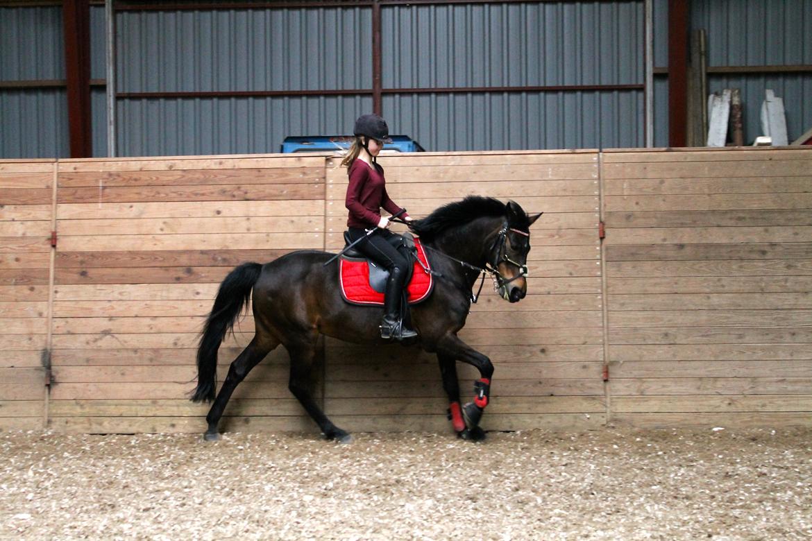 DSP Coco, du vil altid være i mit hjerte <3 billede 16