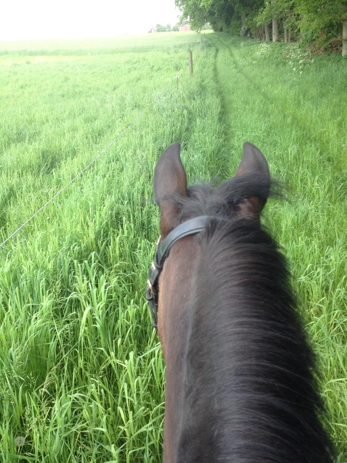 DSP Coco, du vil altid være i mit hjerte <3 - hun eeeelsker bare skoven! billede 17