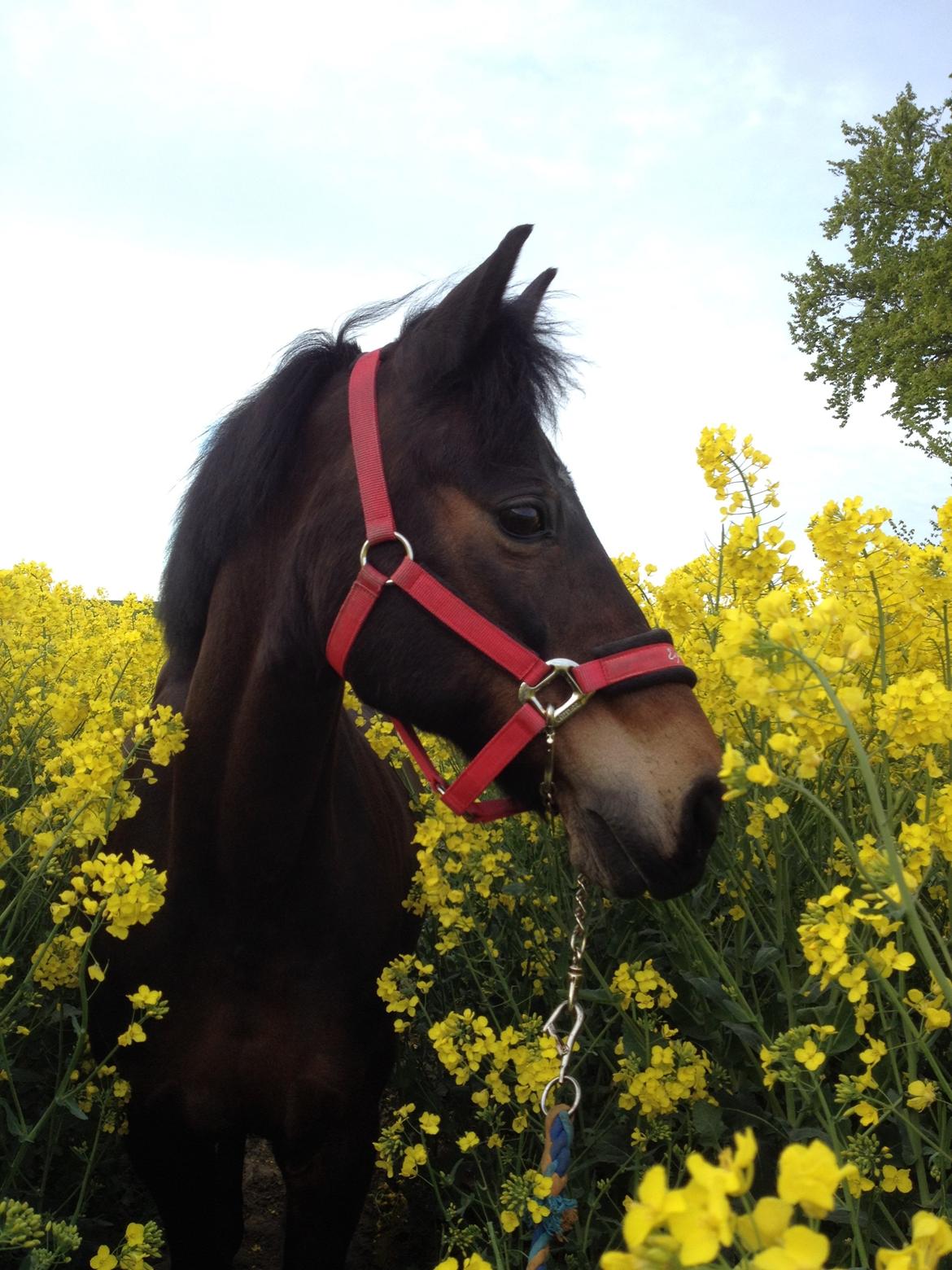 DSP Coco, du vil altid være i mit hjerte <3 - smukke pony! billede 11