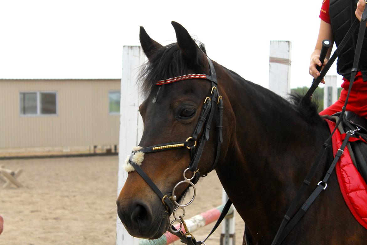 DSP Coco, du vil altid være i mit hjerte <3 billede 14