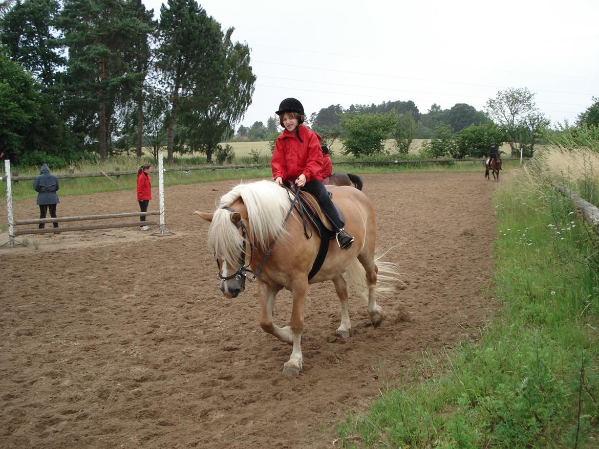 Haflinger Burgi - savnet og elsket - 2. ridelejr sammen - Taget af Christine billede 18