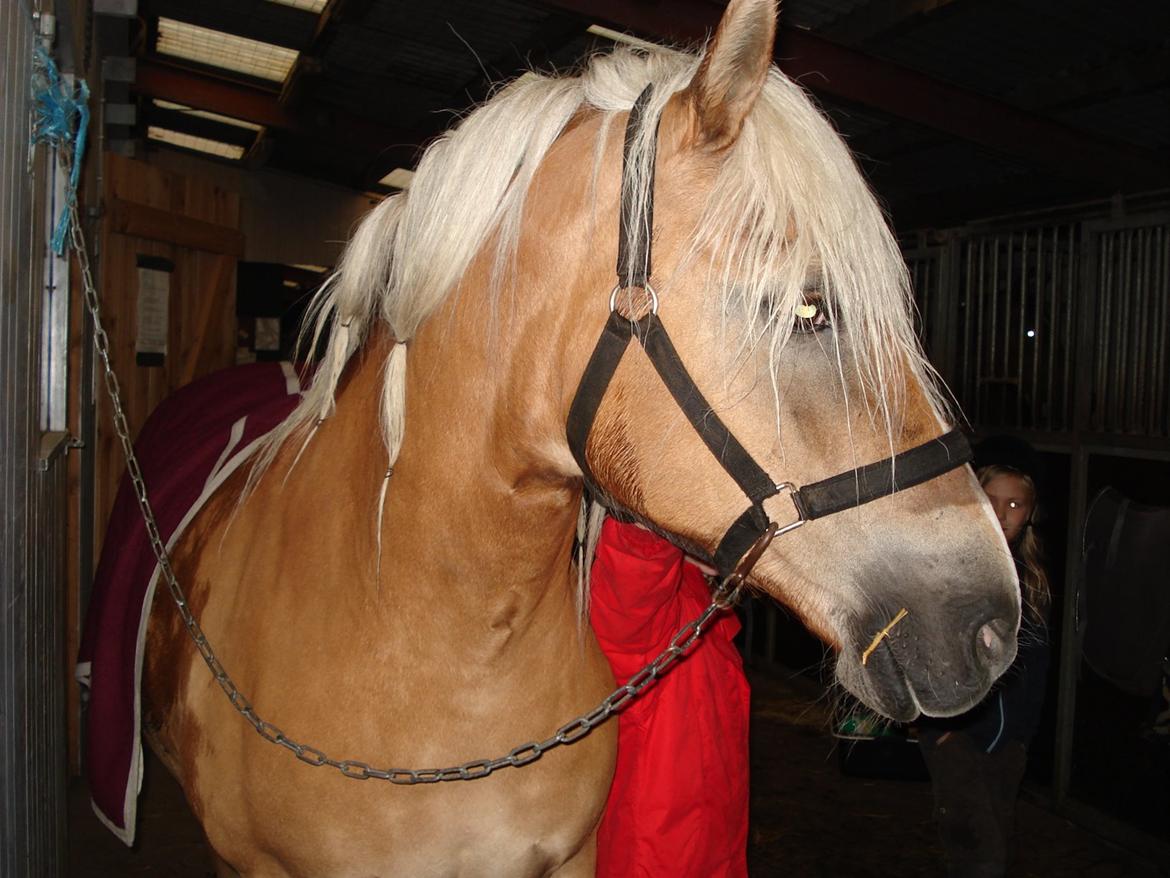 Haflinger Burgi - savnet og elsket - 2. ridelejr sammen - Taget af Christine billede 19