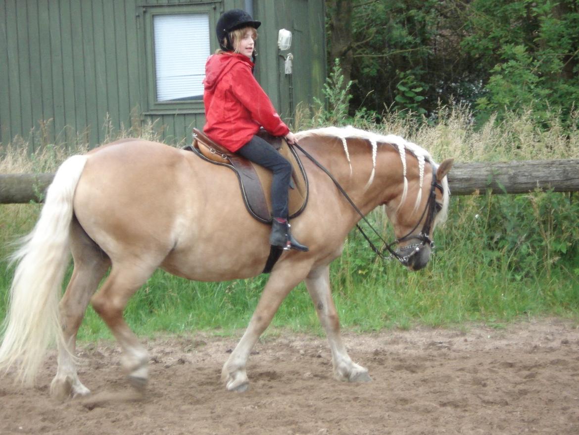 Haflinger Burgi - savnet og elsket - 2. ridelejr sammen - Taget af Christine billede 20