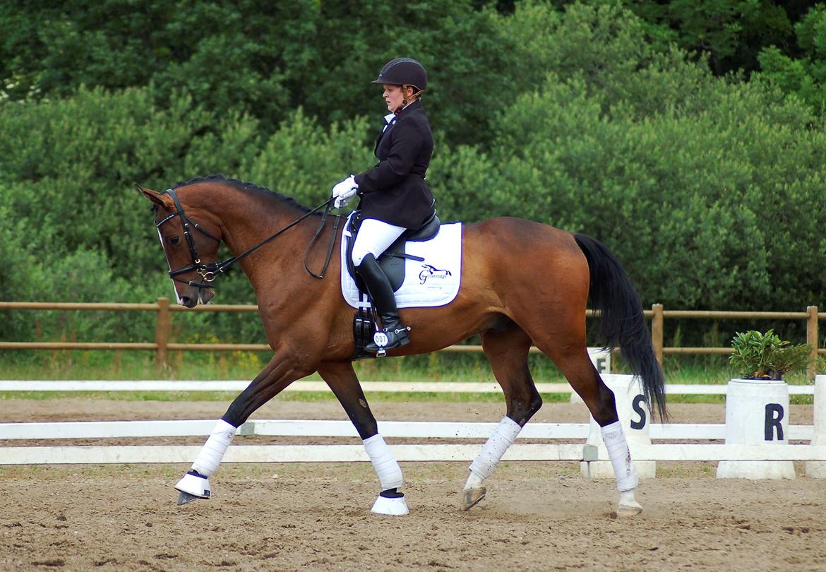 Dansk Varmblod Camarro SR billede 13