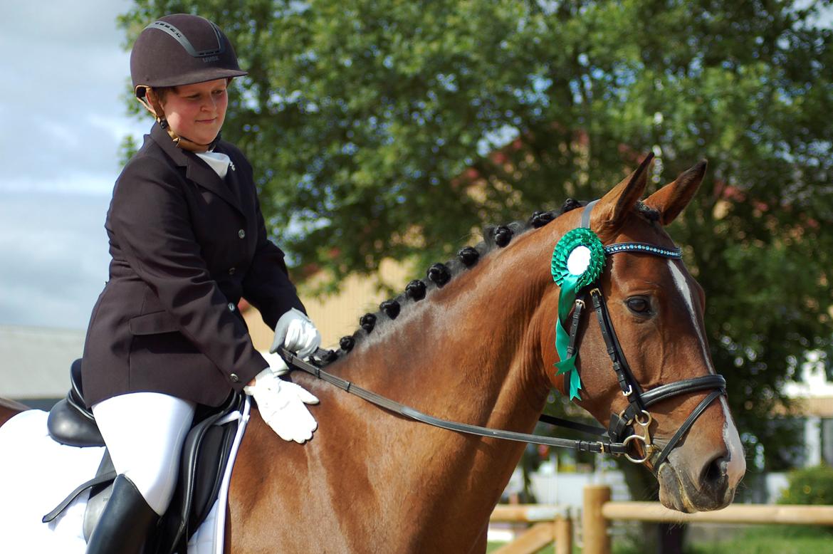 Dansk Varmblod Camarro SR billede 14