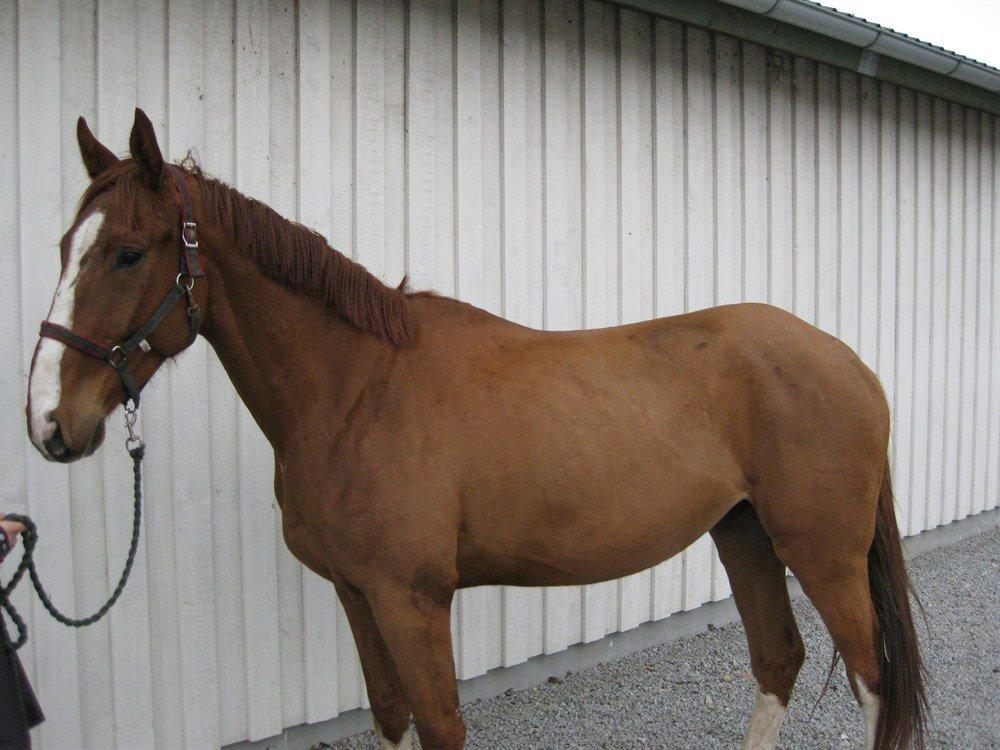 Dansk Varmblod Bøgensmindes Flying Sparkels - Stor flot drengerøv :) billede 5