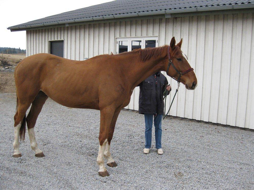 Dansk Varmblod Bøgensmindes Flying Sparkels - Han er lidt nysgerrig :) billede 3