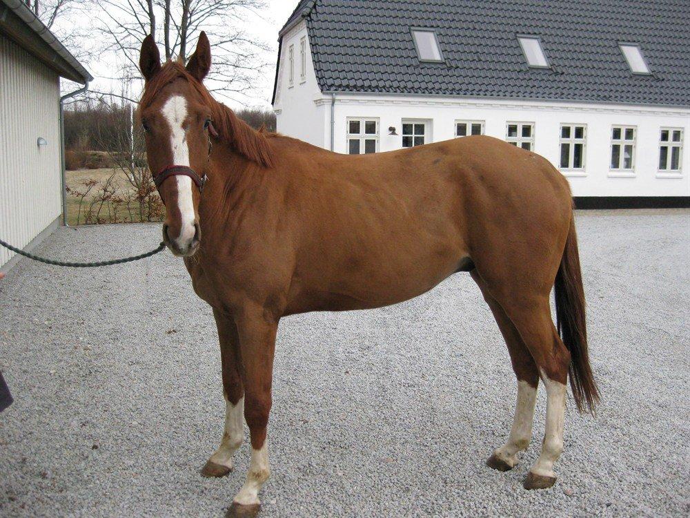 Dansk Varmblod Bøgensmindes Flying Sparkels - Min nye lånehest! :) billede 1