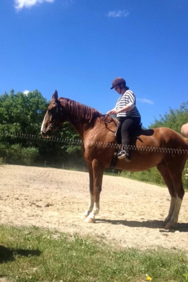 Dansk Varmblod Bøgensmindes Flying Sparkels - Fra gallop til oparade! Så stolt over min ''lille'' tosse! billede 4