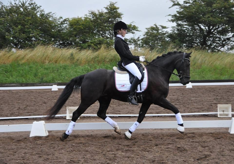 Welsh Cob (sec D) Højsgaard's santos B-PONY billede 20