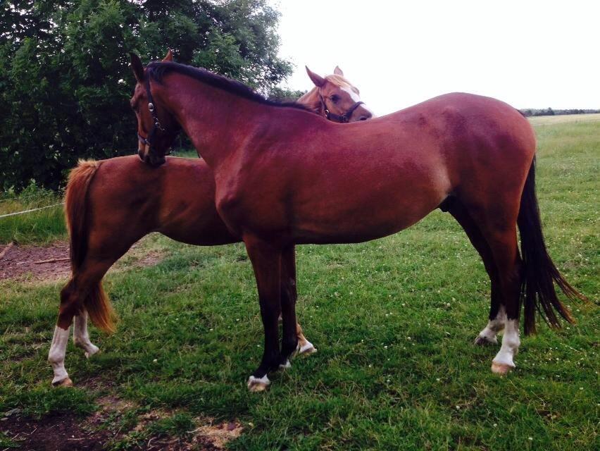 Anden særlig race Plet tidligere part billede 19