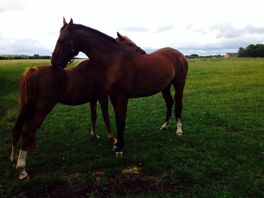 Anden særlig race Plet tidligere part billede 20