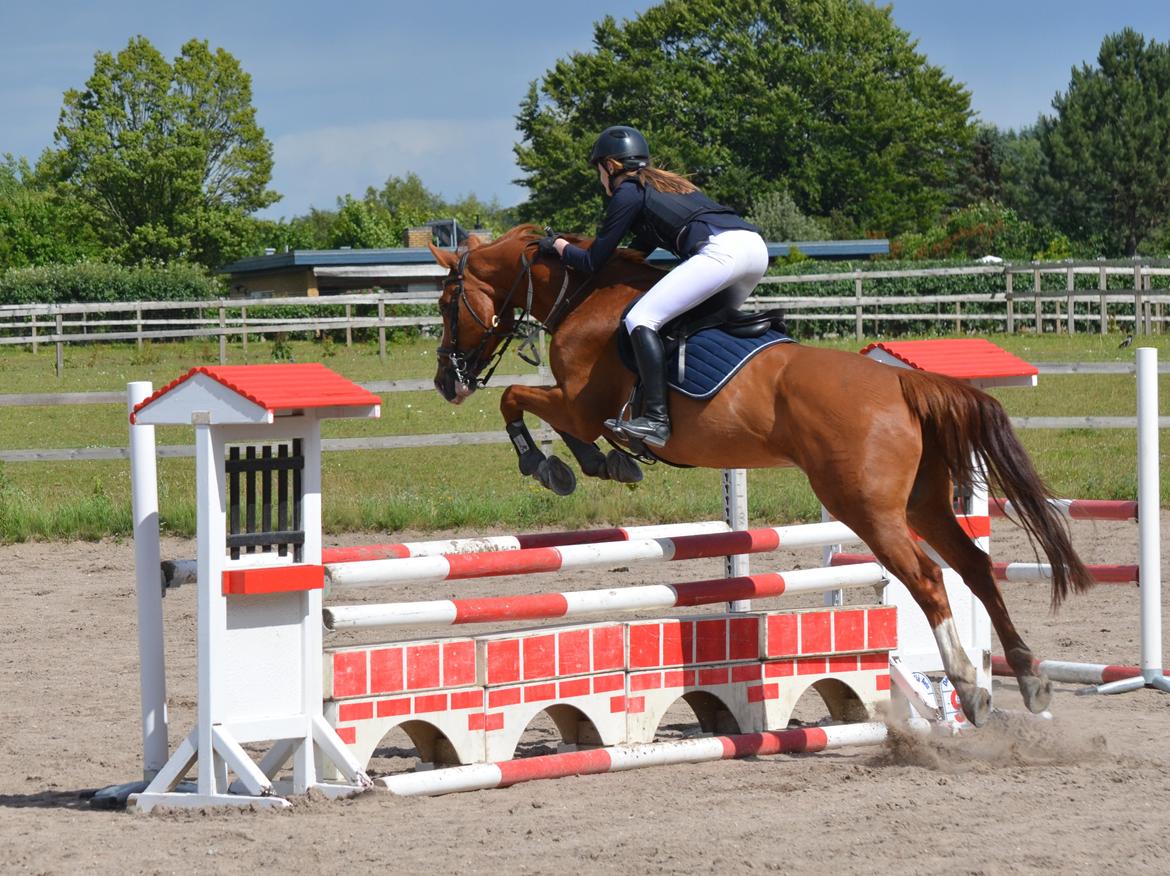 Dansk Varmblod Lester Estelle - LC. Juni 14 billede 16