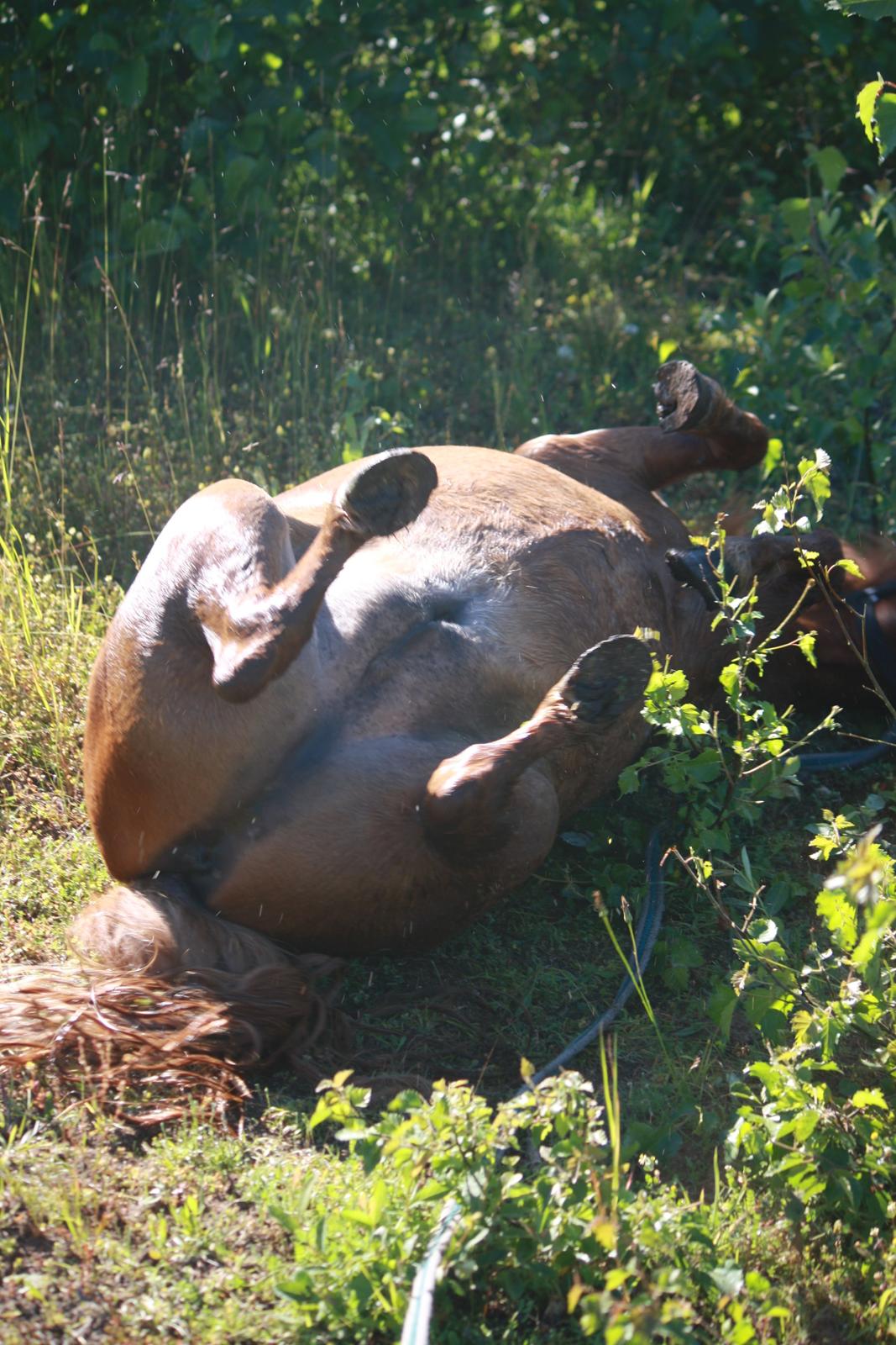 Miniature BRØGGERGÅRDENS SOFUS DEE billede 16