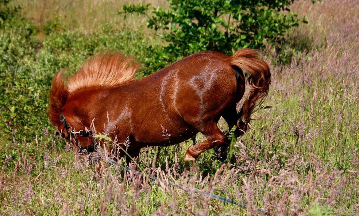 Miniature BRØGGERGÅRDENS SOFUS DEE billede 19