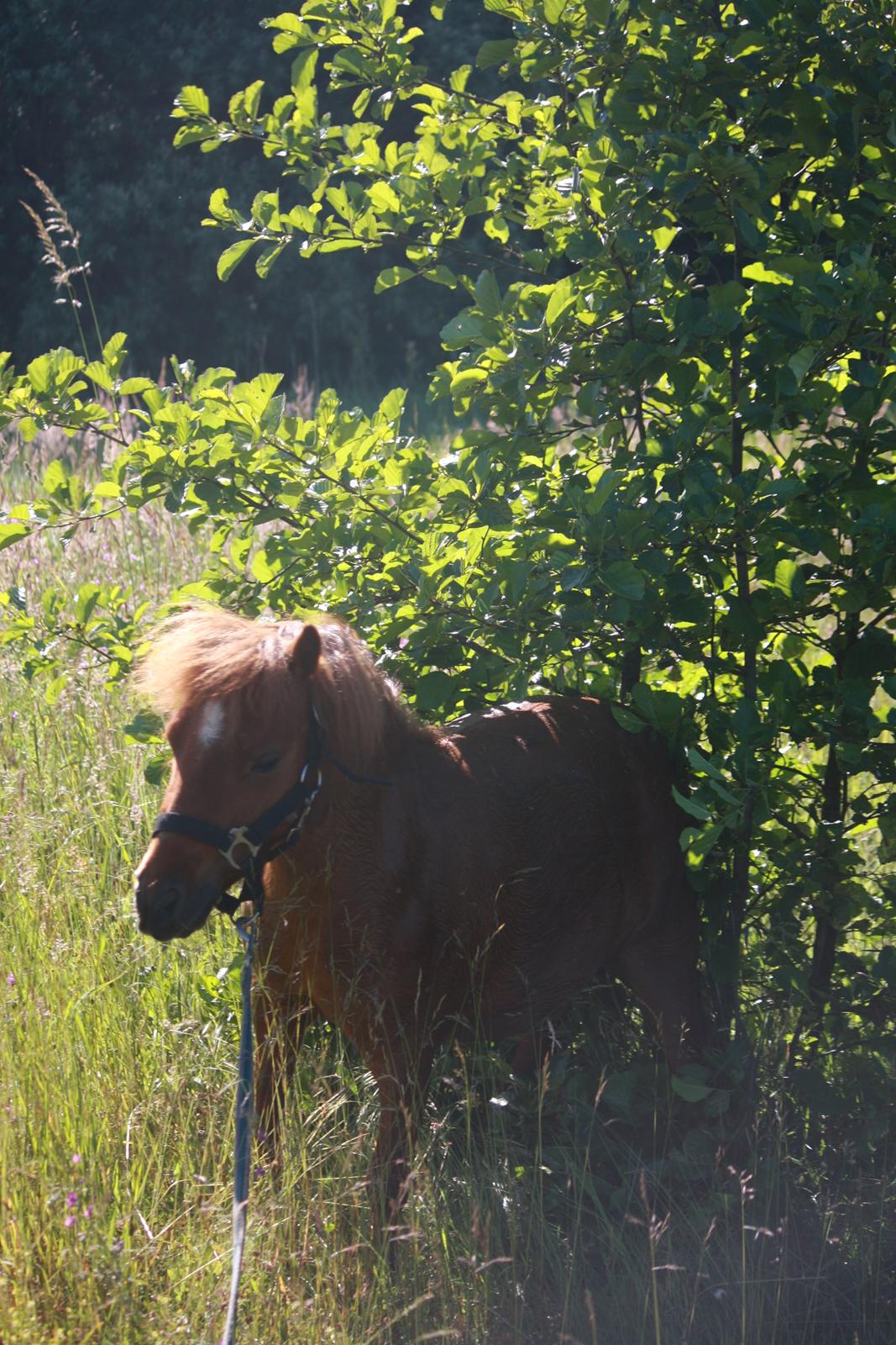 Miniature BRØGGERGÅRDENS SOFUS DEE billede 9