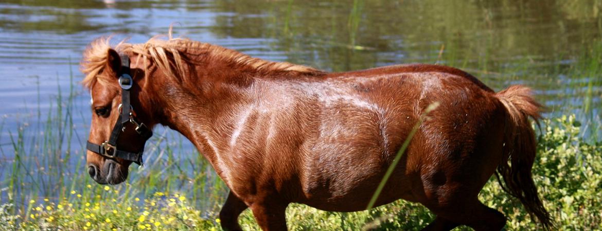 Miniature BRØGGERGÅRDENS SOFUS DEE billede 20