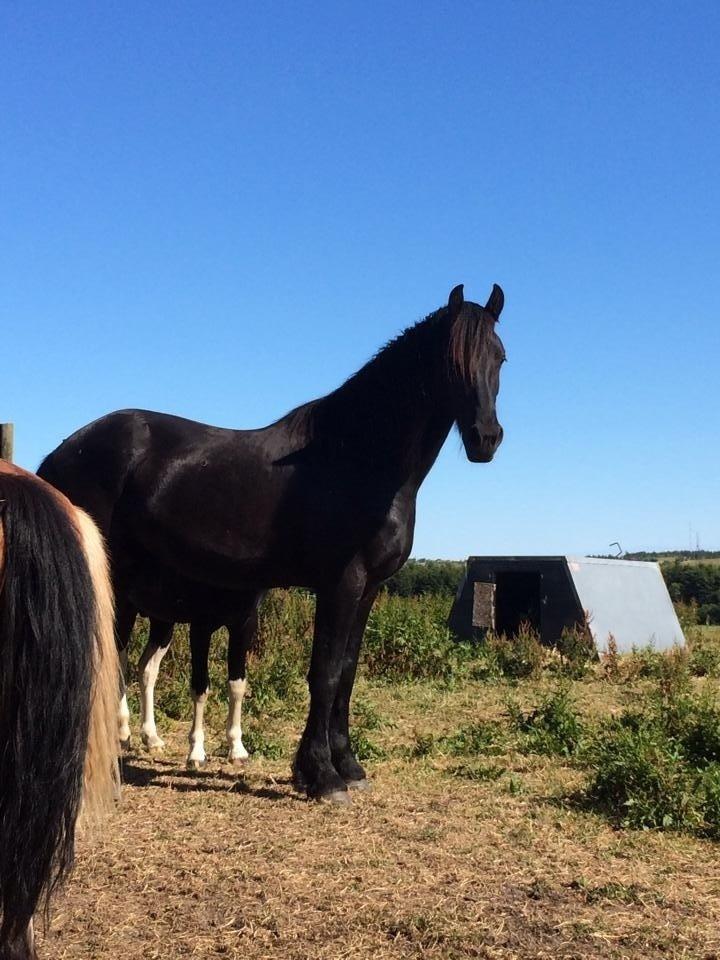 Frieser Oege S billede 10