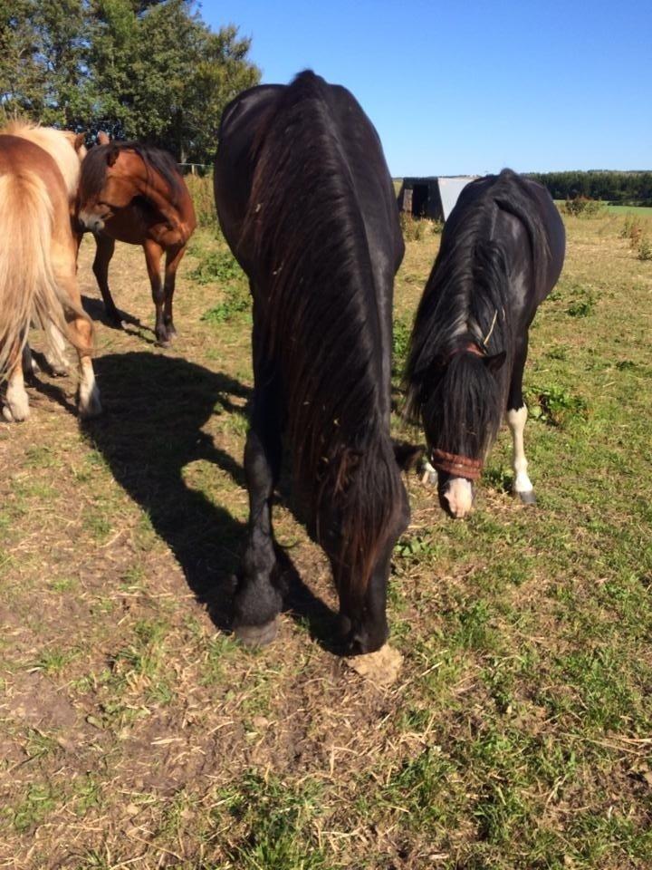 Frieser Oege S billede 11