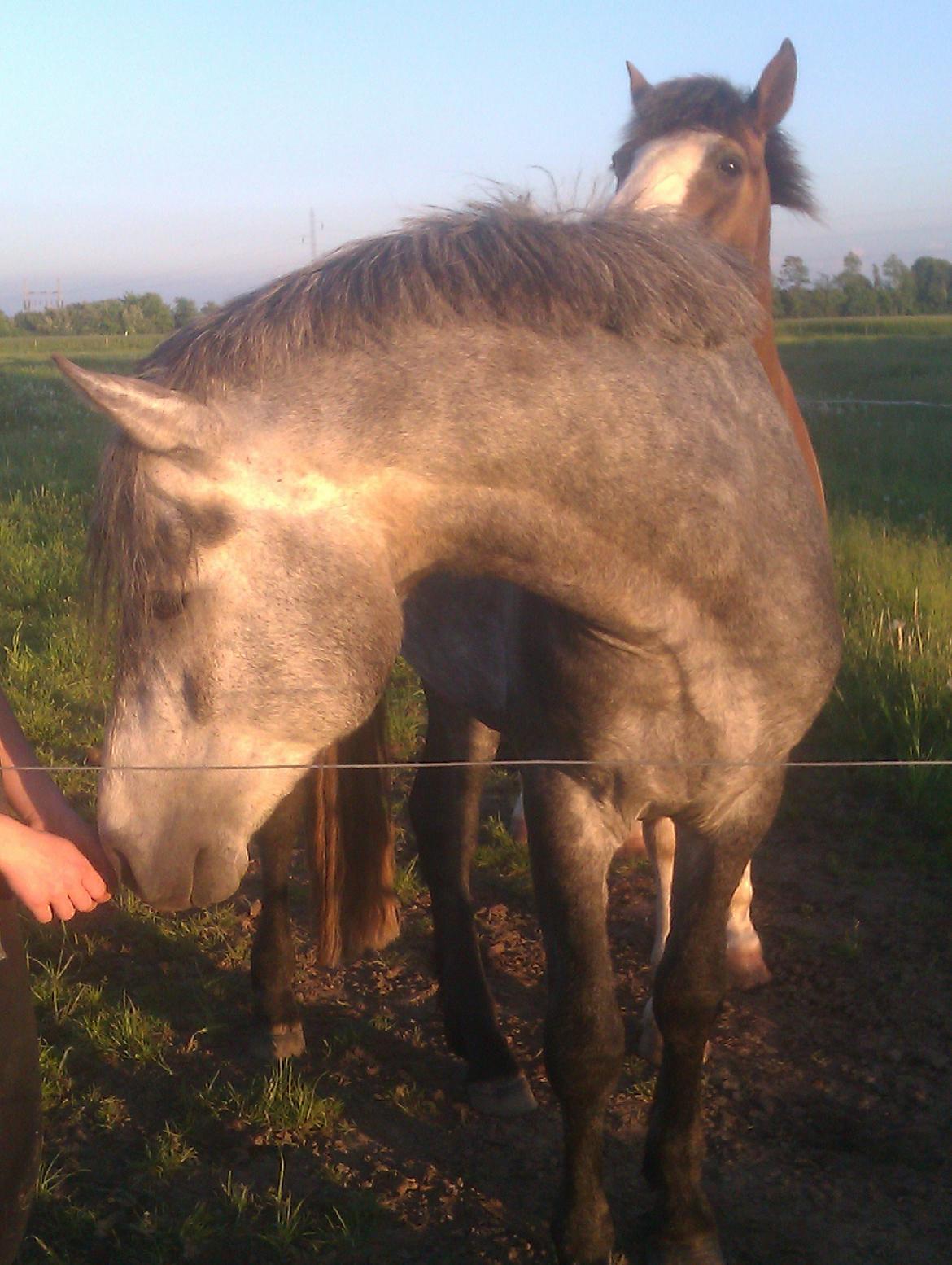 Connemara Haahr's Master Yoda billede 7