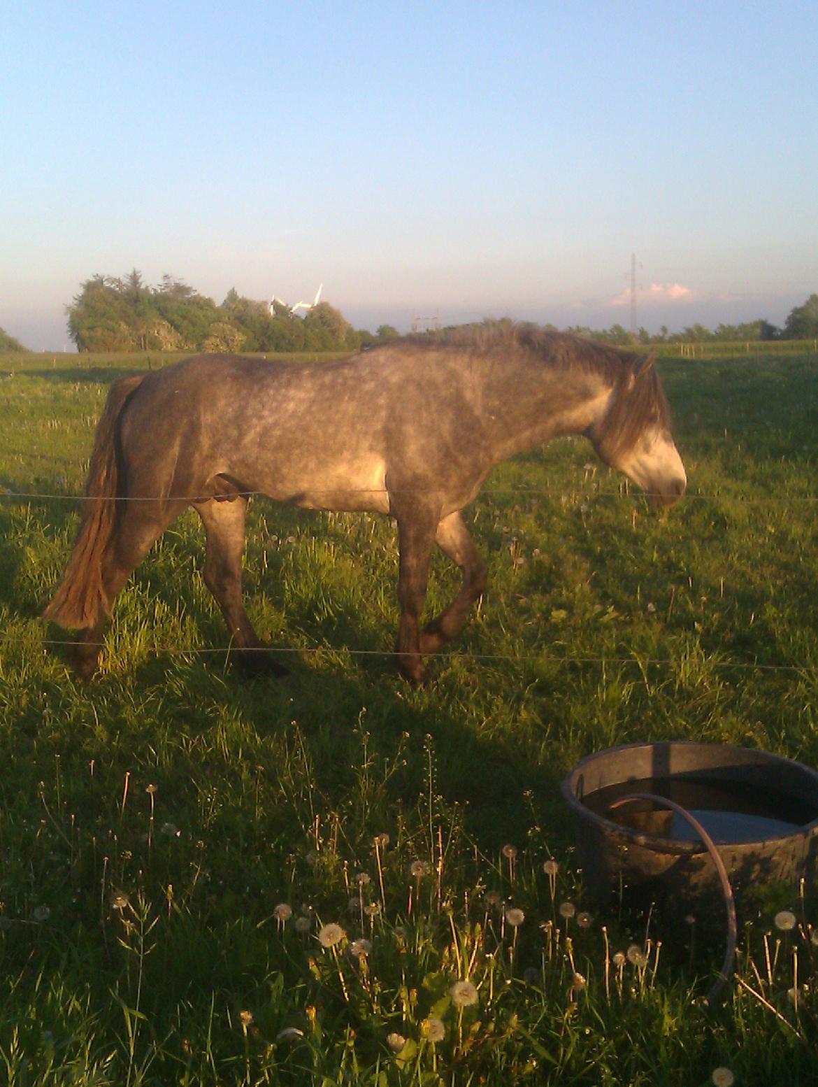 Connemara Haahr's Master Yoda billede 9