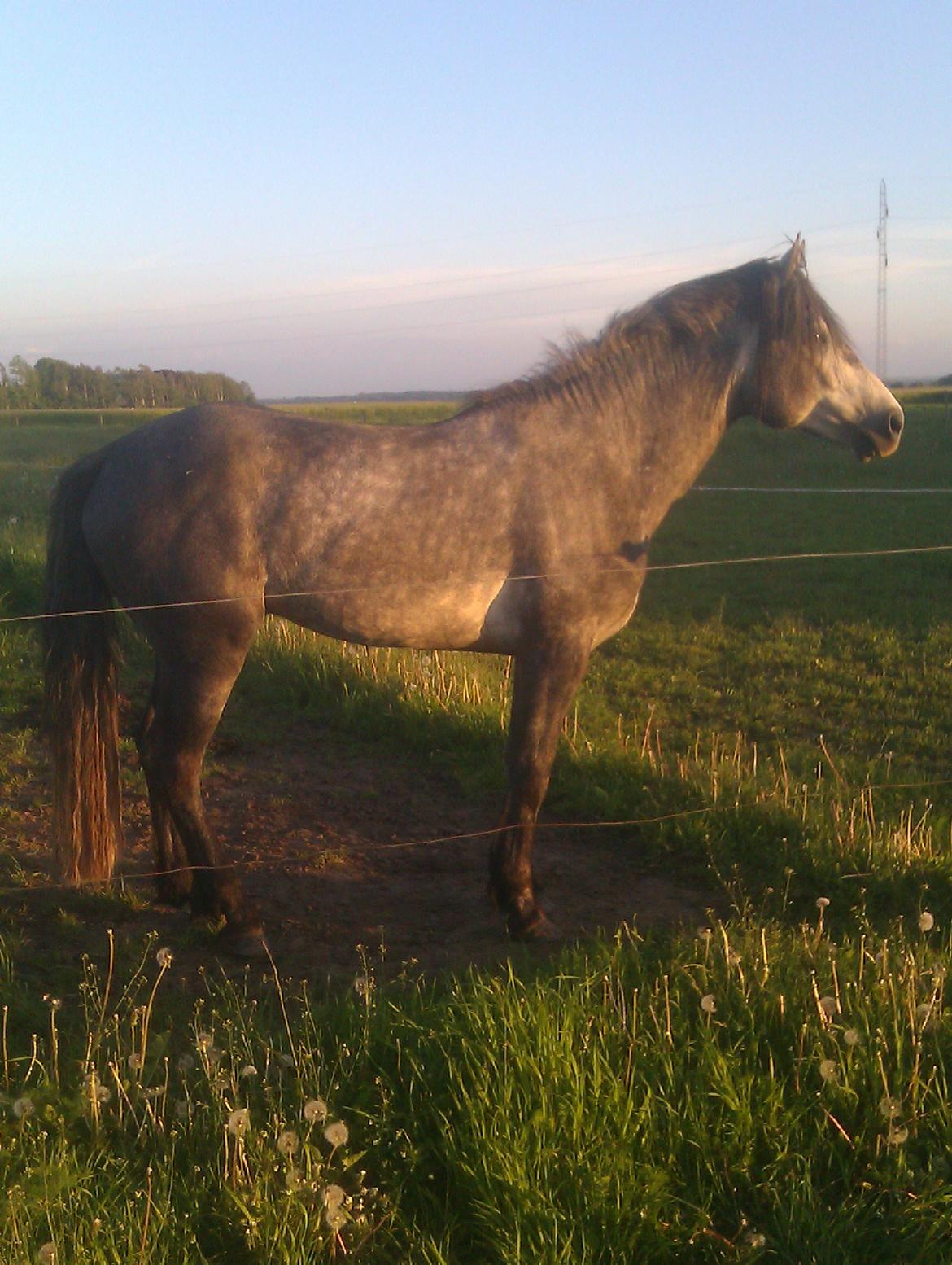 Connemara Haahr's Master Yoda billede 10