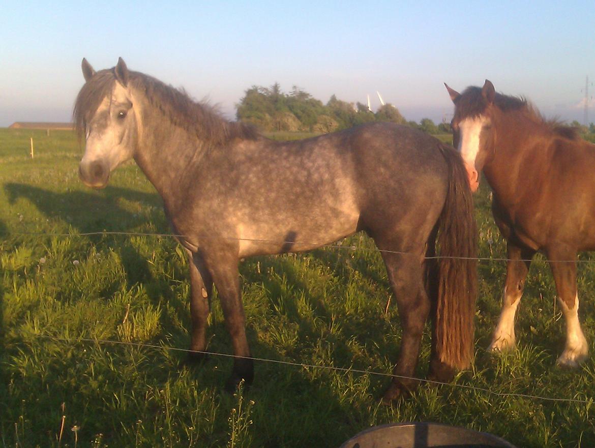 Connemara Haahr's Master Yoda billede 8