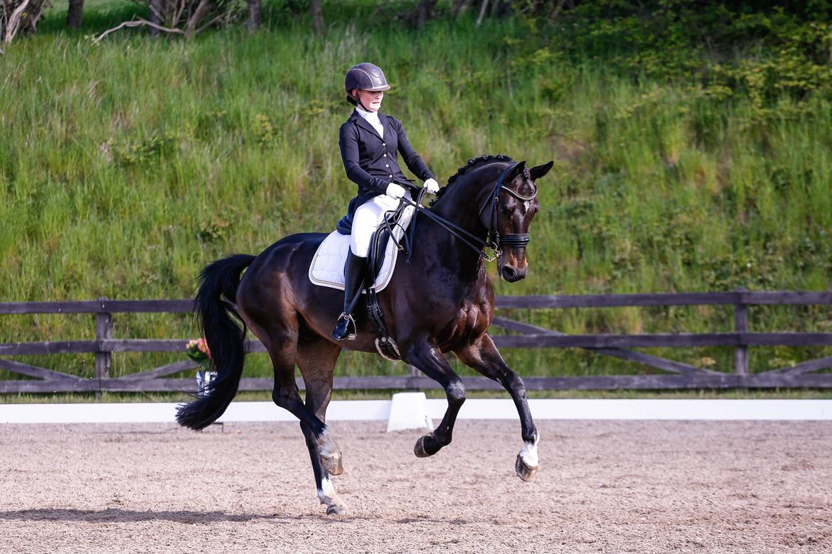 Dansk Varmblod Meklenborgs Houdini billede 20