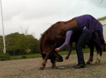 New Forest Freja billede 14