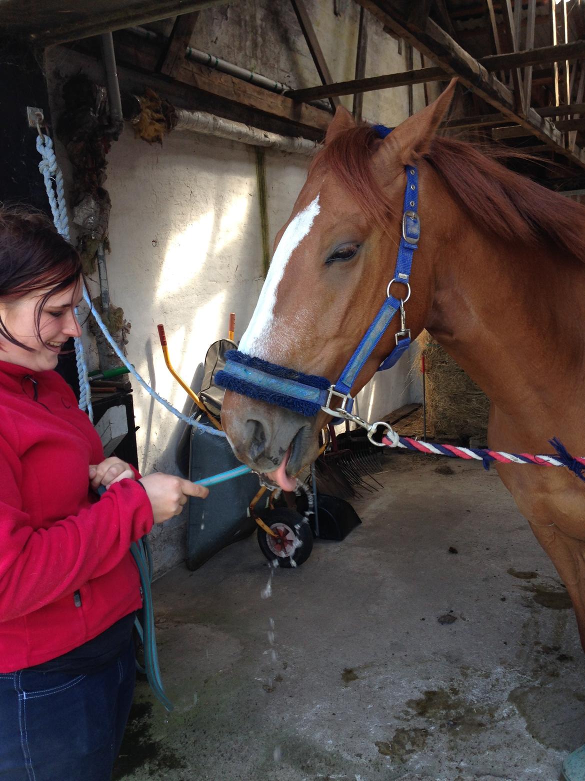 Fuldblod (XX) Avalon billede 22