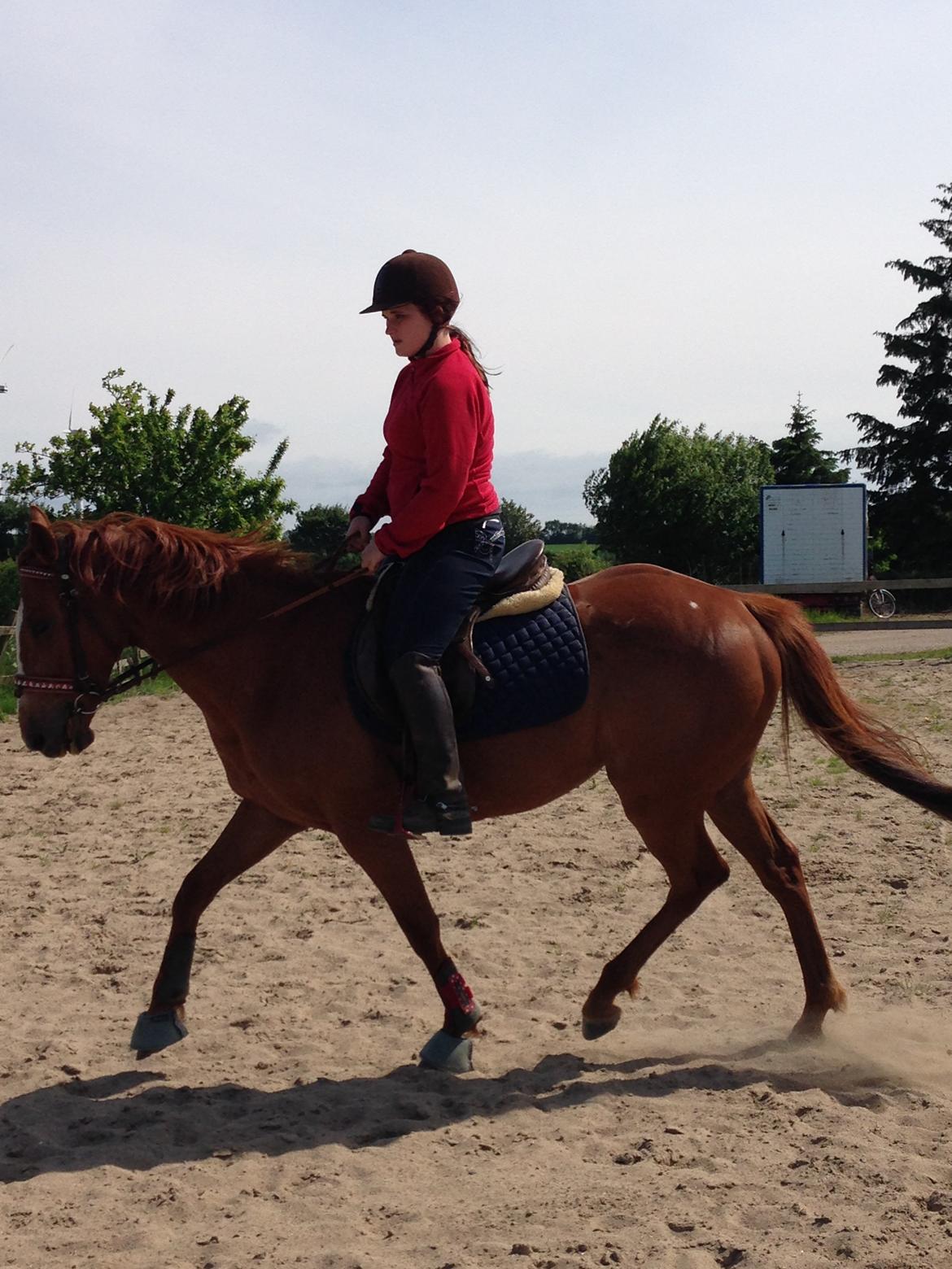 Fuldblod (XX) Avalon billede 23