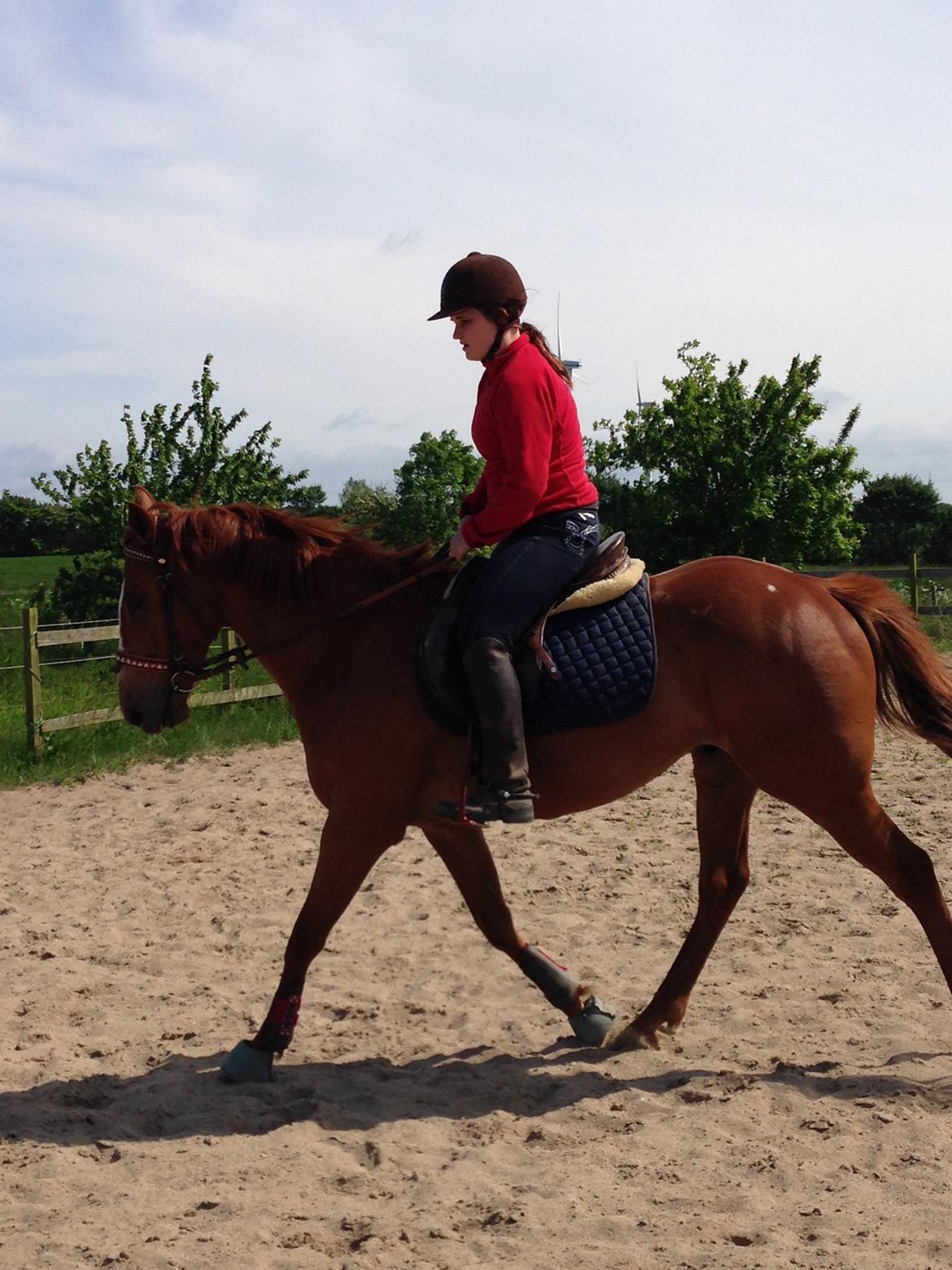 Fuldblod (XX) Avalon billede 24