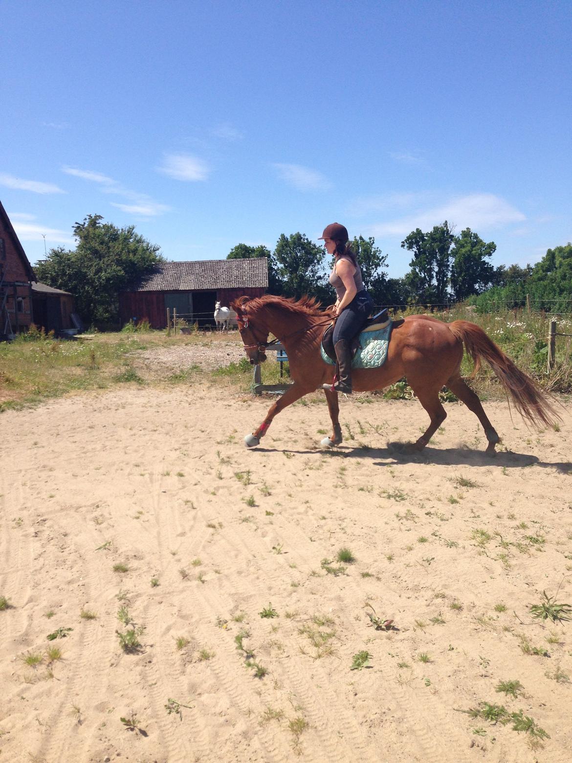 Fuldblod (XX) Avalon billede 25