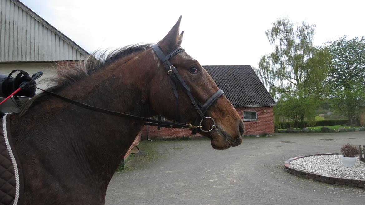 Knabstrupper Friis' Signe billede 4