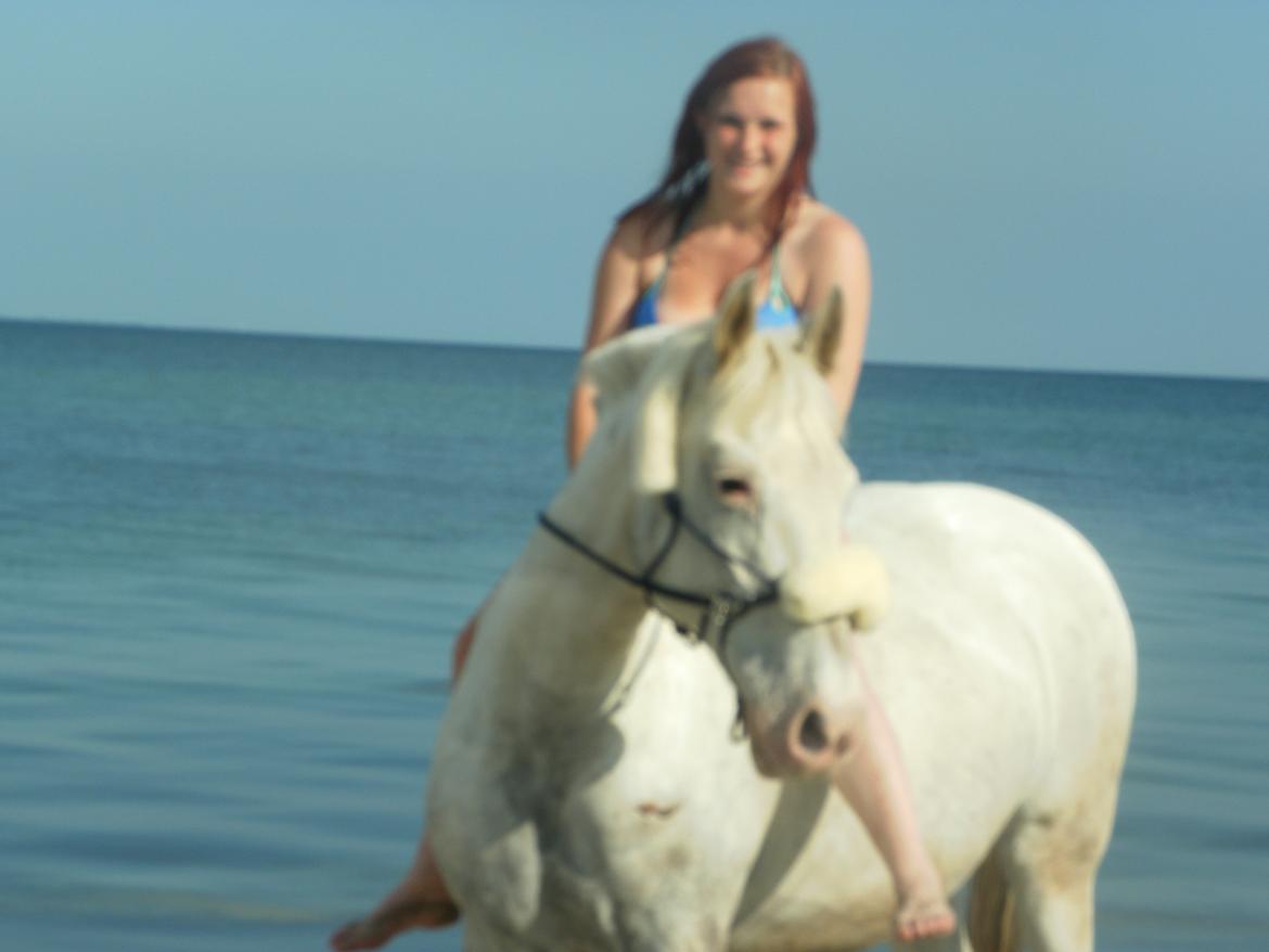 Knabstrupper Simone af lundegaard *MySoulMate! <3* billede 36