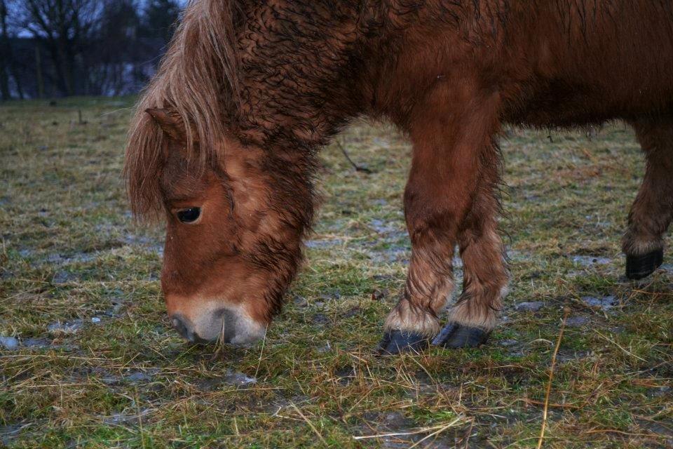 Miniature Terkel billede 3