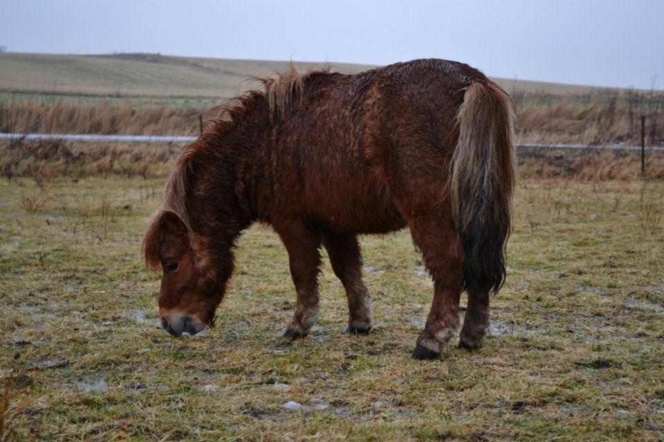 Miniature Terkel billede 9