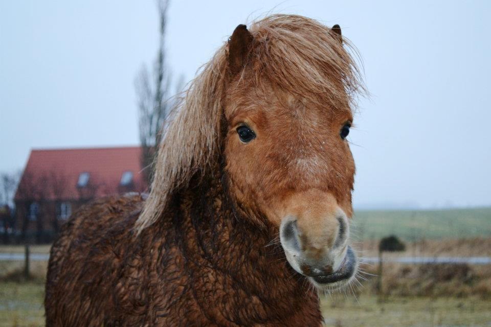 Miniature Terkel billede 5