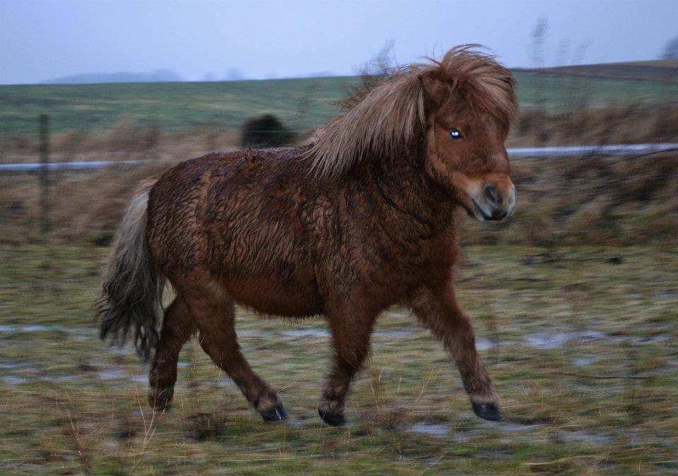 Miniature Terkel billede 7