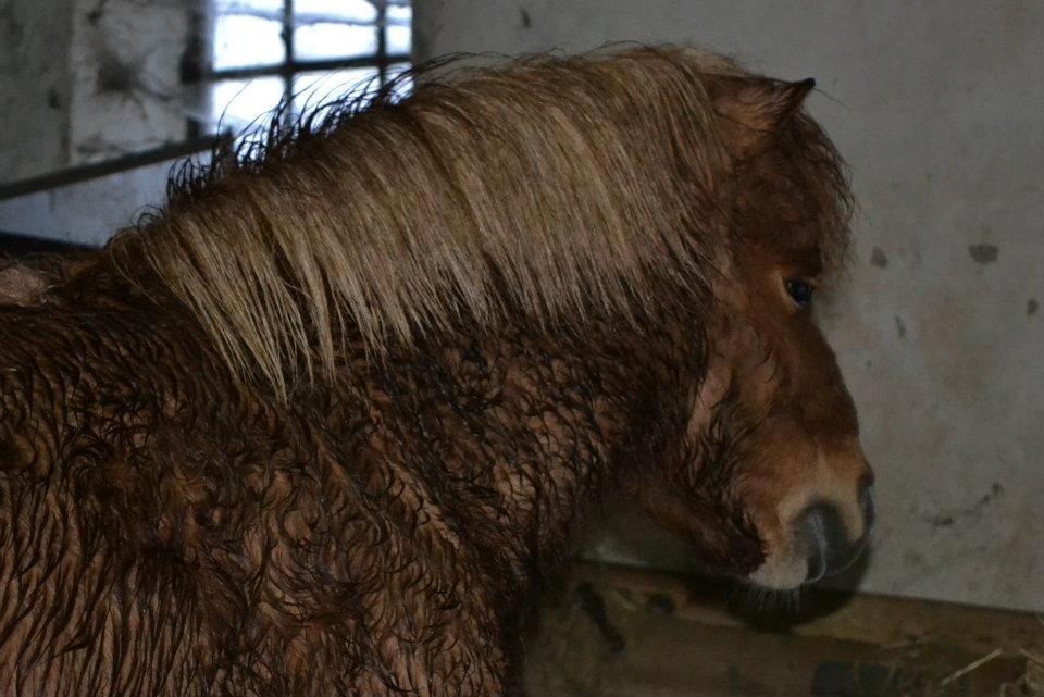 Miniature Terkel billede 10