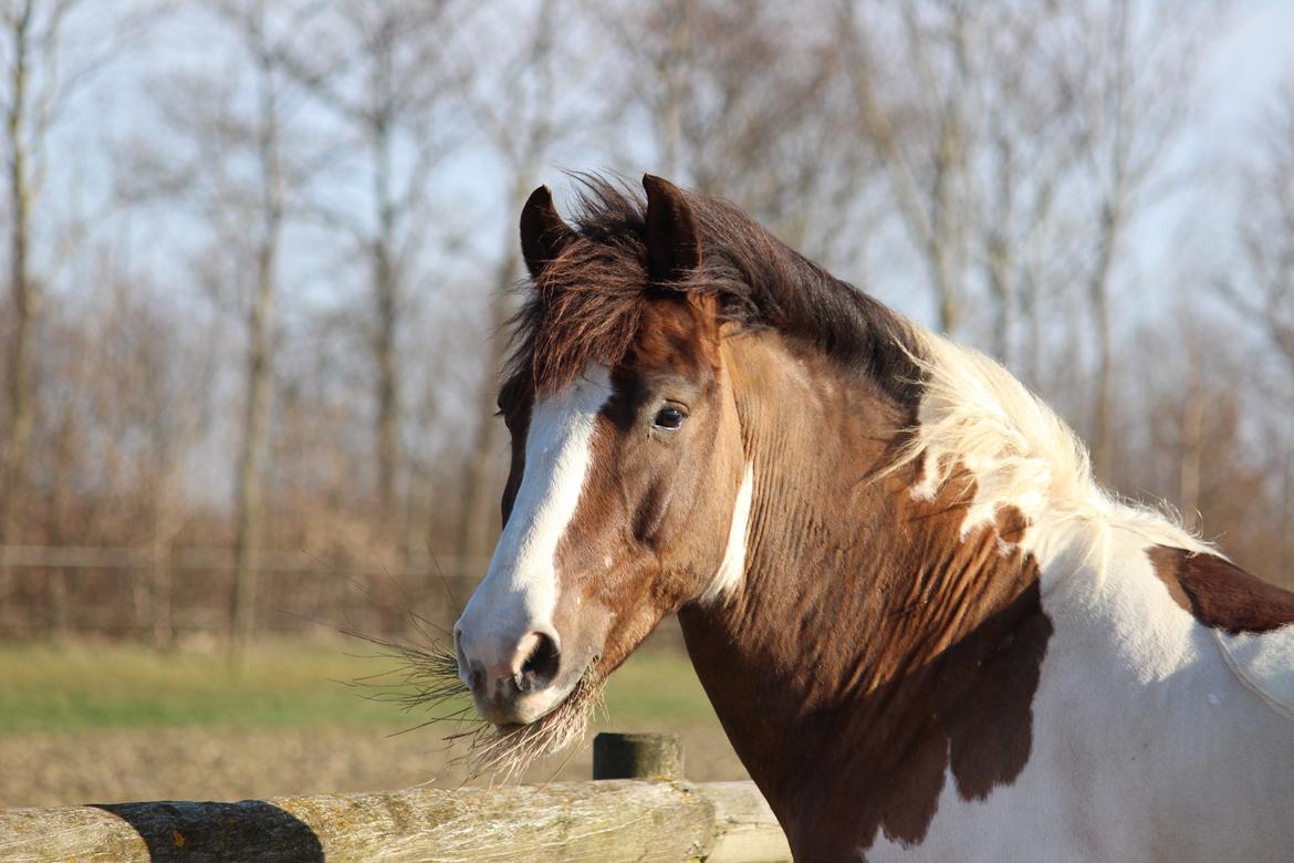 Pinto Hanson billede 11