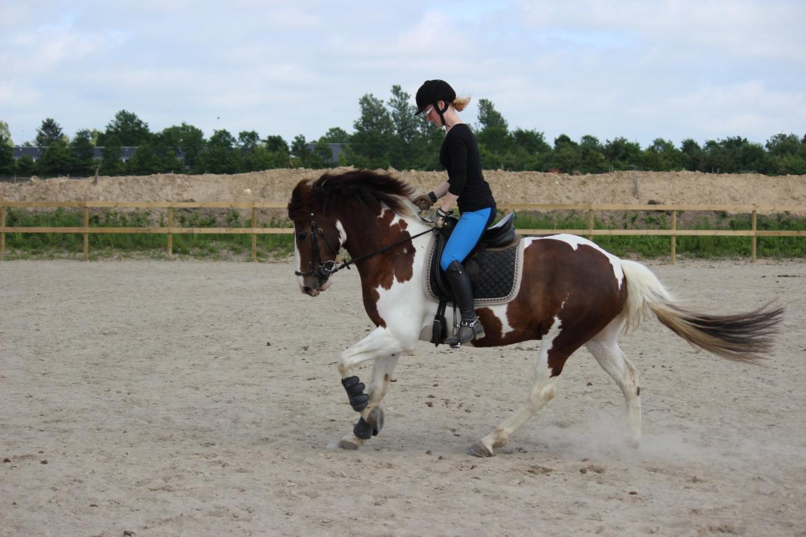 Pinto Hanson billede 12