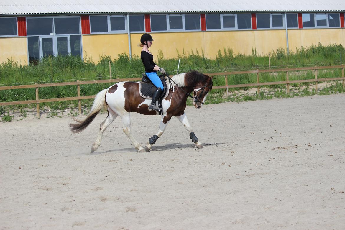 Pinto Hanson billede 4