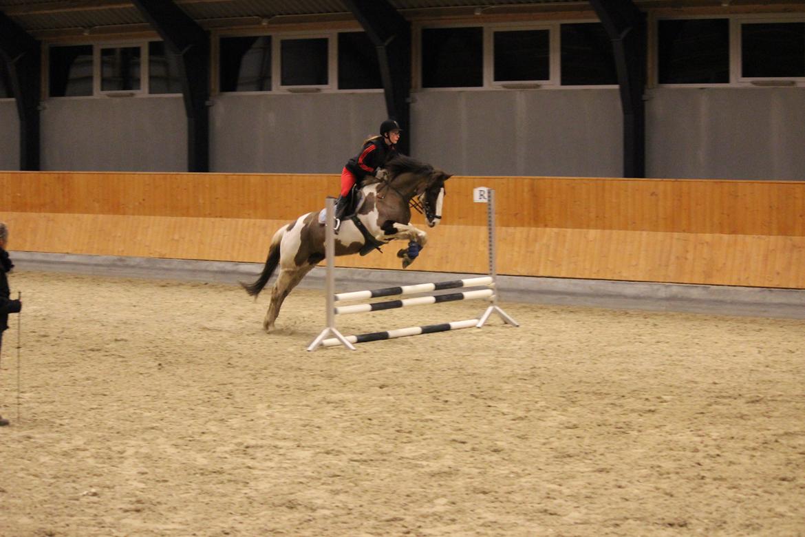 Pinto Hanson billede 16