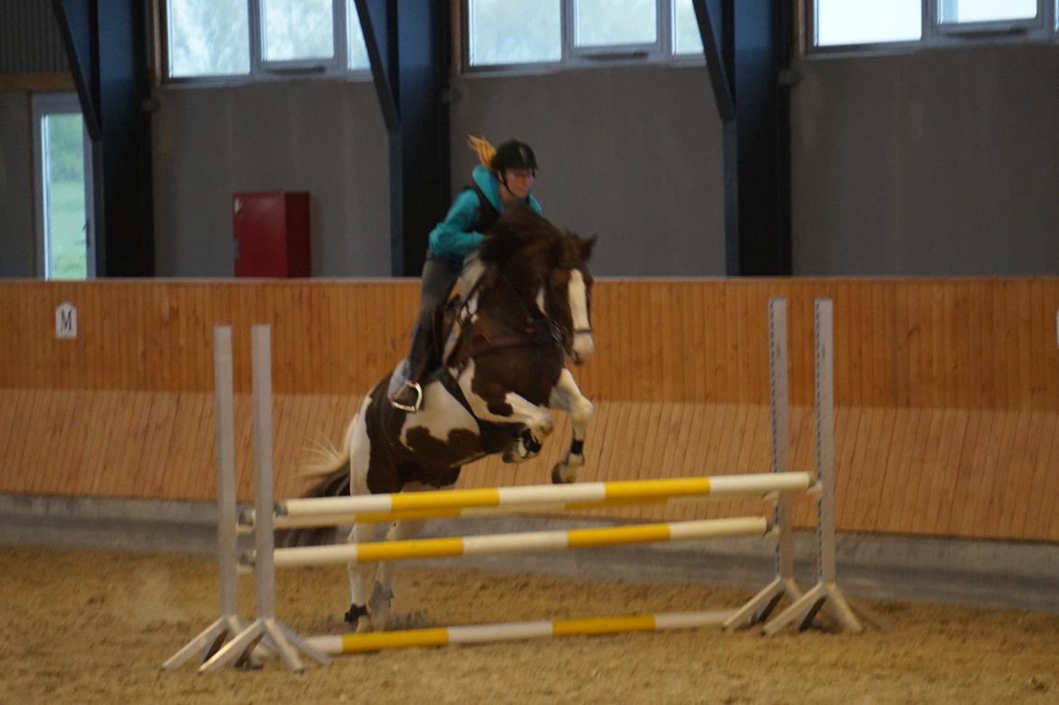 Pinto Hanson billede 17