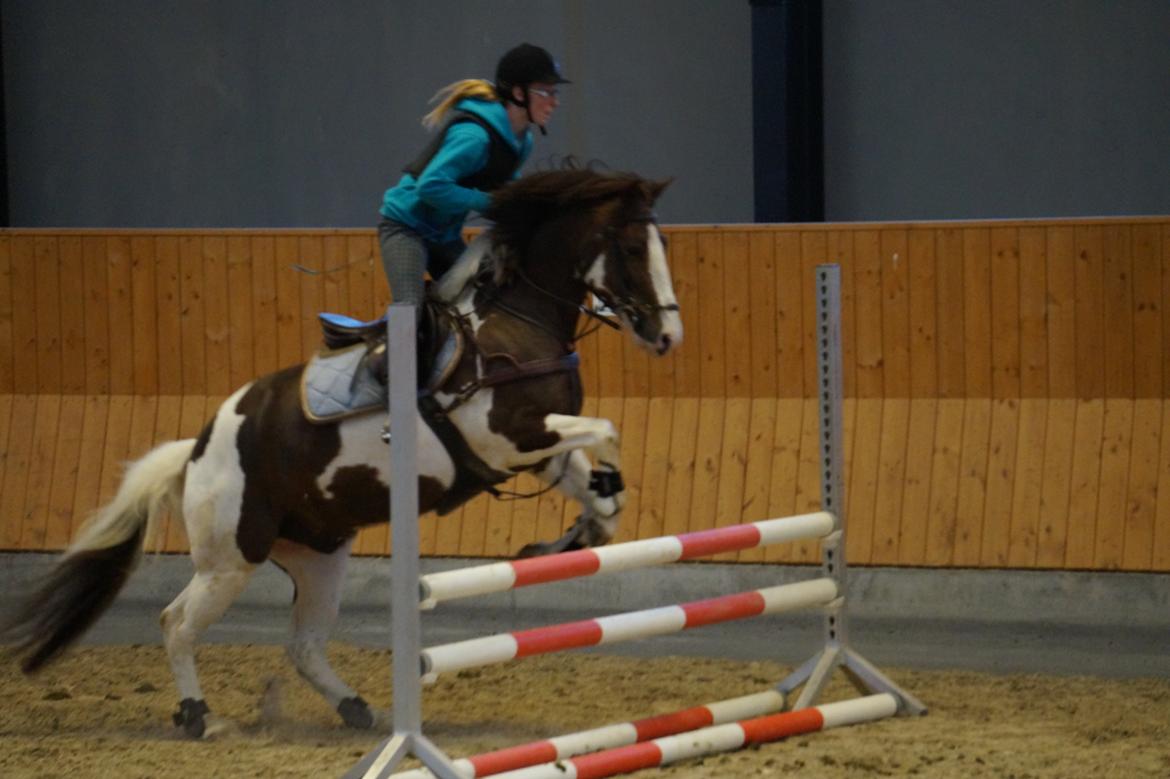 Pinto Hanson billede 20