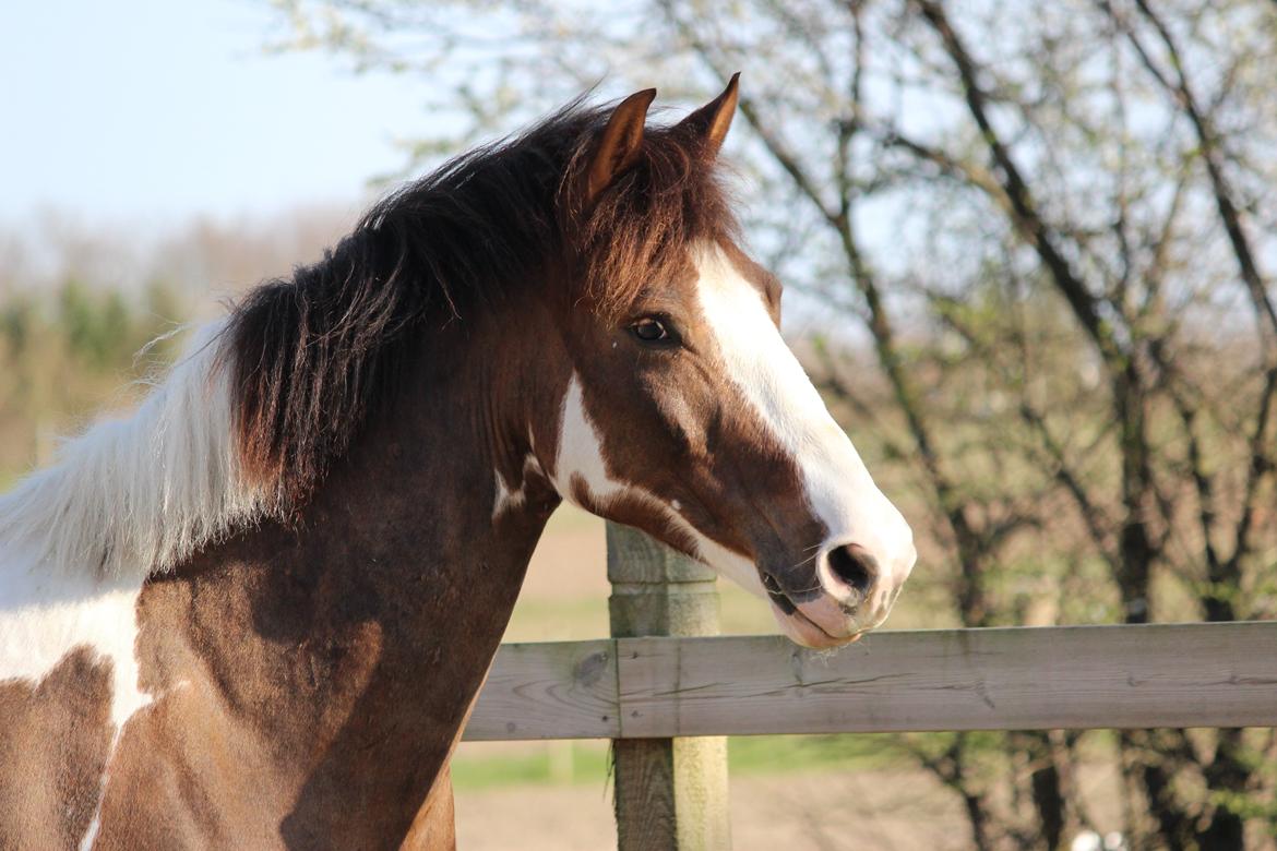 Pinto Hanson billede 14