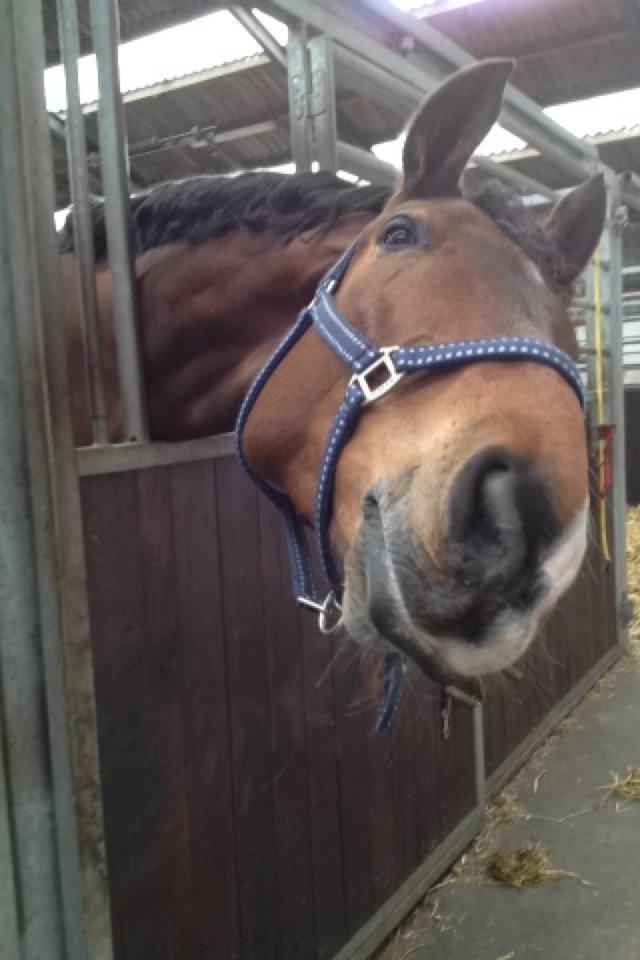 Dansk Varmblod Stejlbjerggaards Cyrillis billede 15