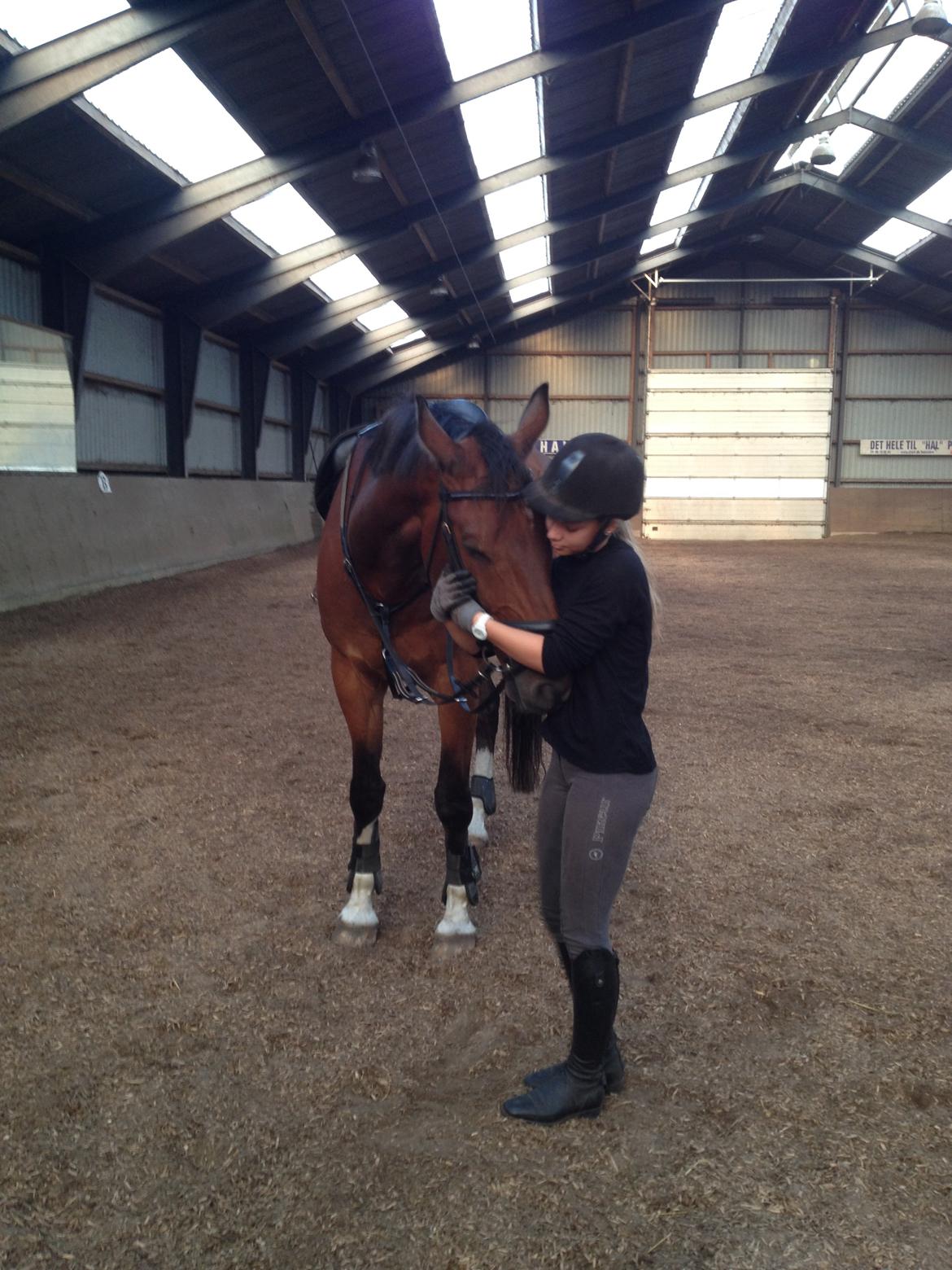 Dansk Varmblod Stejlbjerggaards Cyrillis billede 5